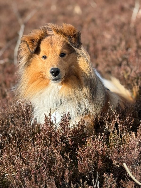 Hund