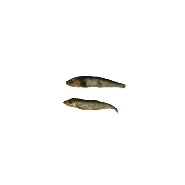 Brisling